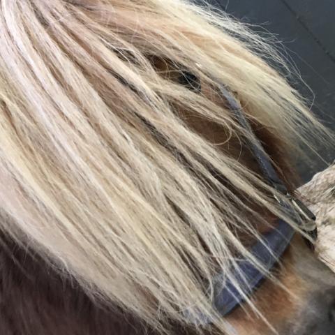 Ponnyledning